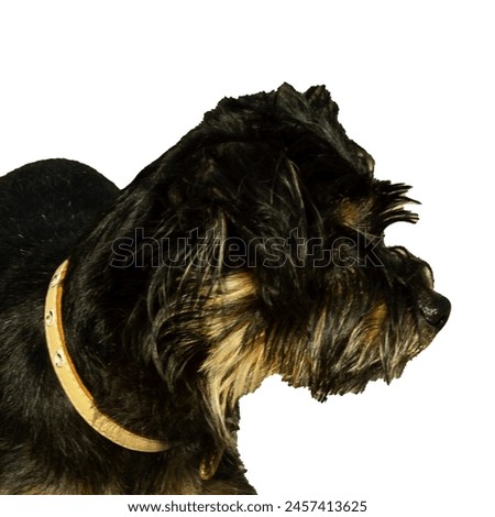 Yorkshire Terrier dog. On a white isolated layer. Small domestic breed puppy. A dog for a walk in the park. Close-up. Postcard