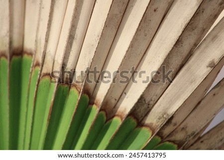 Sun Roasted Palmetto Plant With Discoloration 
