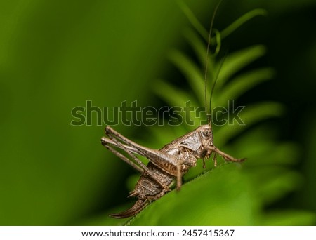 close-up view of a female locust