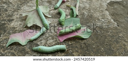 Fat green caterpillars eating leaves