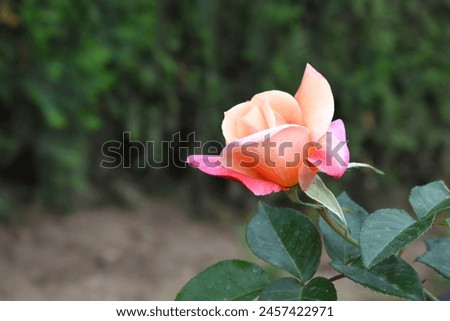 Beautiful pink yellow rose flower closeup in garden, A very beautiful rose flower bloomed on the rose tree, Rose flower, bloom flowers, Natural spring flower,  Nature