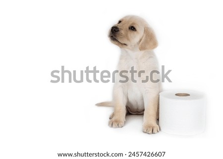 The little light-blonde Labrador puppy is sitting on its bottom next to a toilet paper roll and looking up. Adorable.