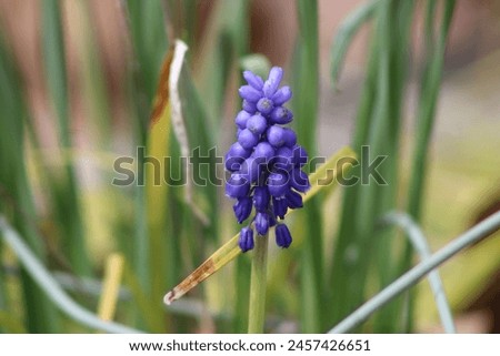 Purple Wildflowers Growing In Nature During Springtime