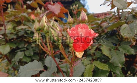A Rose with buds and Dew
