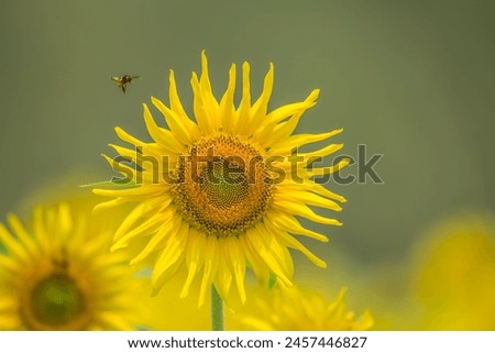 Sunflower with Bee Close Up picture