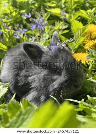 Little rabbit. Spring. Pet. Beauty. Nature. Easter. Bunny. Viennese blue rabbit