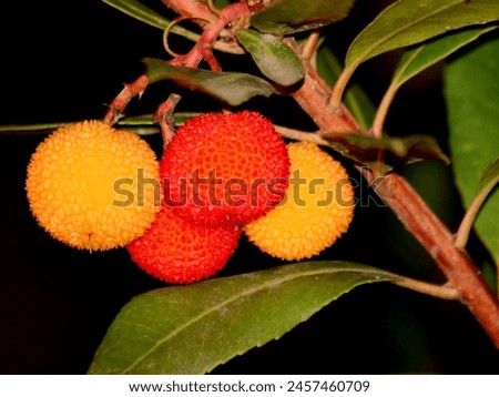 Fruits of Arbutus Unedo in autumn. Also called arbutus or strawberry tree, this tree produces small, edible red berries resembling strawberries