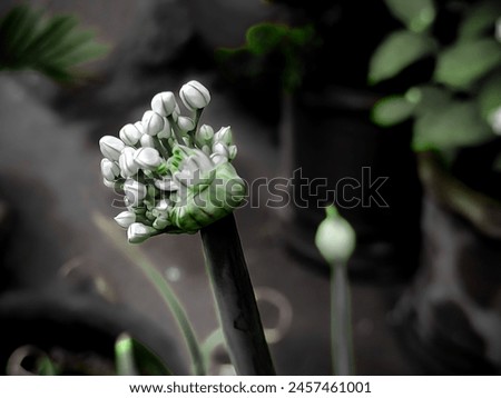 Onion Flower and green seeds photos, interior design and phone mobile wallpaper. negative space available for text or ads. black and green color in the image.