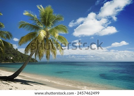 Summer landscape with the palm tree on tropical beach beautiful sea view
