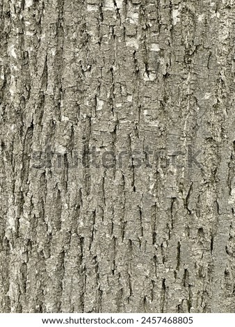
Natural old tree bark texture photography of bark unique pattern of wooden bark detailed texture variety of textures of different tree barks abstract forms and lines