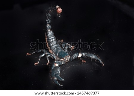 Closeup picture of a mature female of the emperor scorpion Pandinus imperator, a common pet species under CITES protection originating from West Africa and photographed on black background. Royalty-Free Stock Photo #2457469377