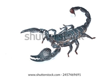 Closeup picture of a mature female of the emperor scorpion Pandinus imperator, a common pet species under CITES protection originating from West Africa and photographed on white background. Royalty-Free Stock Photo #2457469691