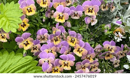 Many small pansies in purple and yellow are blooming