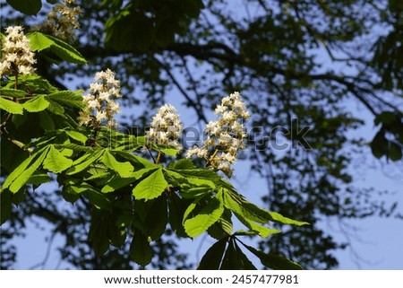 Flowering horse-chestnut, conker tree (Aesculus hippocastanum). Soapberry family (Sapindaceae). Dark foliage in the background. Spring, Netherlands                               
