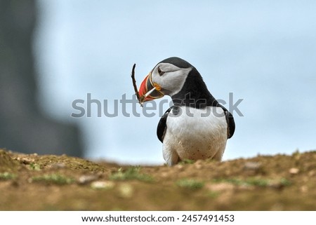 Atlantic Puffin on the cliffs of Skomer island, Southern Wales. Photographed through the summer when they arrive to their breeding grounds