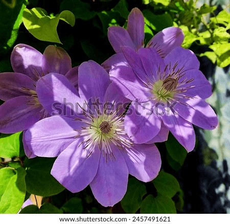 CLEMATIS TERNIFLORA is a plant in the buttercup family, Ranunculaceae. It is native to northeastern Asia. It was introduced into the United States in the late 1800s as an ornamental garden plant. Royalty-Free Stock Photo #2457491621