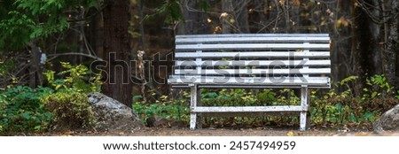 Wooden bench in the forest, stock photo