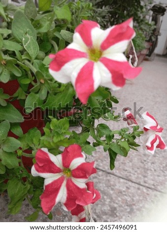 Beautiful flower petals red and white beautiful bouquet nature picture