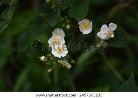 Rosa multiflora ( Japanese rose ) flowers. rosaceae deciduous vine shrub. Flowering period is from April to June. The fruit is medicinal. Royalty-Free Stock Photo #2457503235