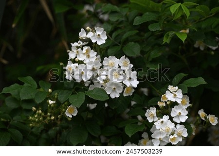Rosa multiflora ( Japanese rose ) flowers. rosaceae deciduous vine shrub. Flowering period is from April to June. The fruit is medicinal. Royalty-Free Stock Photo #2457503239