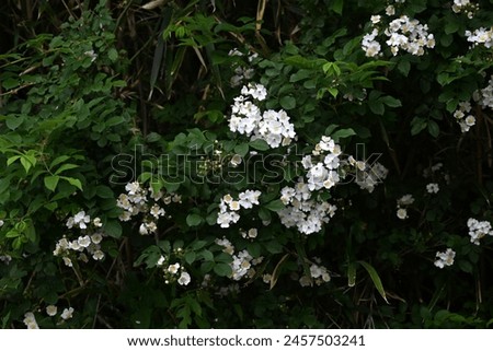 Rosa multiflora ( Japanese rose ) flowers. rosaceae deciduous vine shrub. Flowering period is from April to June. The fruit is medicinal. Royalty-Free Stock Photo #2457503241