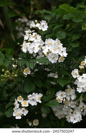 Rosa multiflora ( Japanese rose ) flowers. rosaceae deciduous vine shrub. Flowering period is from April to June. The fruit is medicinal. Royalty-Free Stock Photo #2457503247