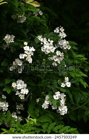 Rosa multiflora ( Japanese rose ) flowers. rosaceae deciduous vine shrub. Flowering period is from April to June. The fruit is medicinal. Royalty-Free Stock Photo #2457503249
