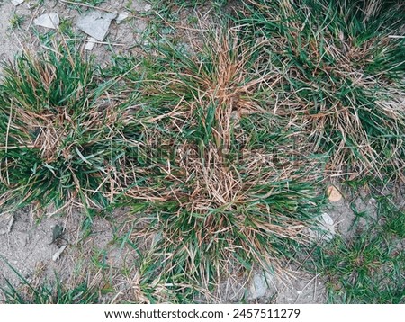 This is a picture of wild grass that is a bit dry because maybe it hasn't rained for a while. These grasses grow around Anyer beach, Banten, Indonesia. Photo taken in May 2024.