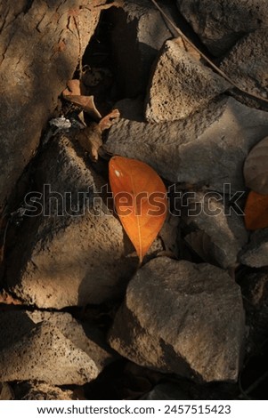 a creative picture made of an orange leave among the stones 