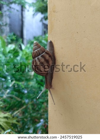 "The snail clinging to the wall"