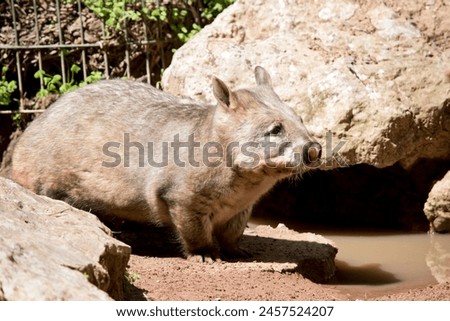 the hairy nosed wombat has sharp claws for digging is brown in color and walks on four legs like a dog