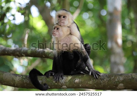 A beautiful two monkeys in foyrest Royalty-Free Stock Photo #2457525517