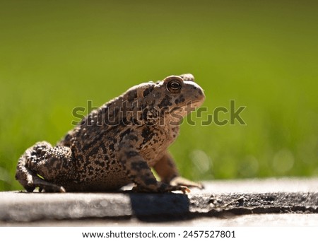 Brown toad on concrete curb green background sunny day close up 