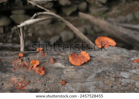 a creative picture made of orange mushroom on abounded wood