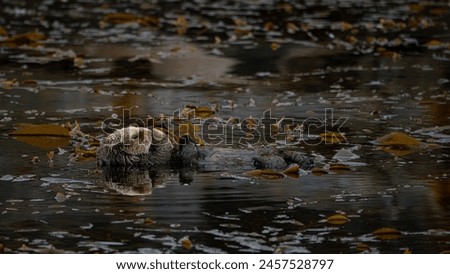 Sea otters grooming in the kelp bed Royalty-Free Stock Photo #2457528797