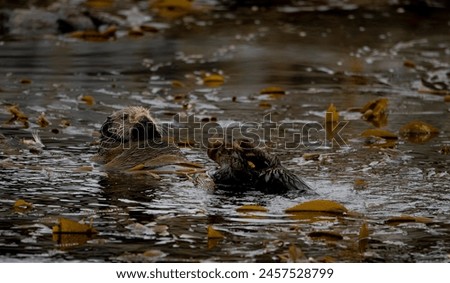 Sea otters grooming in the kelp bed Royalty-Free Stock Photo #2457528799