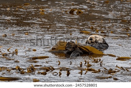 Sea otters grooming in the kelp bed Royalty-Free Stock Photo #2457528801