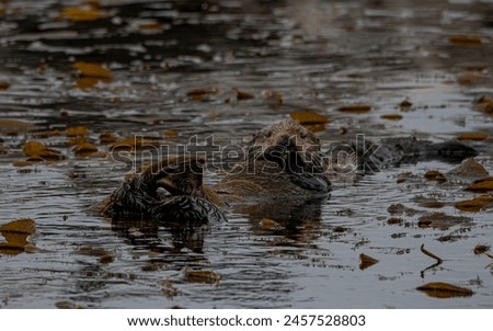 Sea otters grooming in the kelp bed Royalty-Free Stock Photo #2457528803