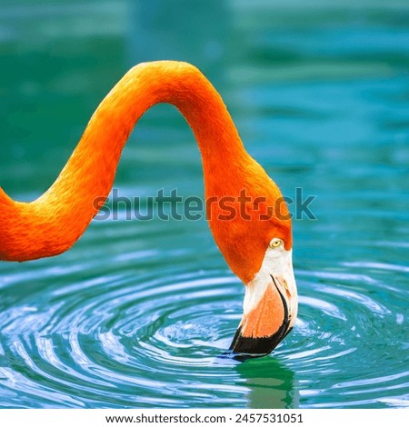 American Flamingo drinks from the pool, The American flamingo (Phoenicopterus ruber) is a large species of flamingo native to the West Indies, northern South America and the Yucatan Peninsula Royalty-Free Stock Photo #2457531051