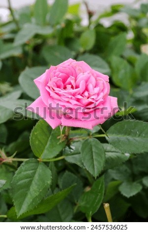 Roses like this are much sought after by flower lovers, especially women Royalty-Free Stock Photo #2457536025