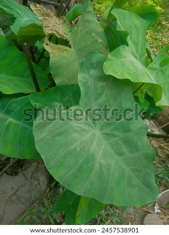 Yummy and testy desi cucumber greens Royalty-Free Stock Photo #2457538901