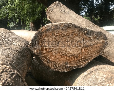 This photo shows a detailed texture of a rotting log with roots and bark, perfect for realistic textures in graphic design.
