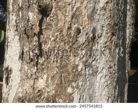 This photo shows a detailed texture of a rotting log with roots and bark, perfect for realistic textures in graphic design.