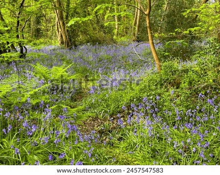 The beautiful and fragrant English bluebell carpet in Combe Wood near Bexhill, East Sussex, England Royalty-Free Stock Photo #2457547583