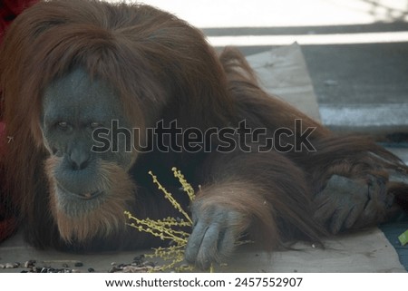 Orangutans are the largest arboreal mammal, spending most of their time in trees. Long, powerful arms and grasping hands and feet allow them to move through the branches.