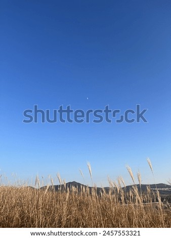 This picture was taken in Jeju Island, Korea. The moon in the daytime is beautiful.