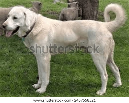 "Akbash Dog - Revered for its imposing stature, noble demeanor, and unwavering dedication to protecting livestock, the Akbash is a formidable guardian breed hailing from Turkey.  Royalty-Free Stock Photo #2457558521