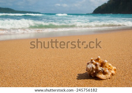 Shell washed up on a remote sandy beach. Sea and waves in the background