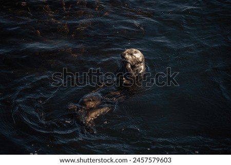 Monterey, California, baby otter, portrait, adorable, cute, playful, aquatic, marine life, wildlife, coastal, sea otter, Pacific Ocean, Monterey Bay, water, floating, swimming, furry, whiskers, otter