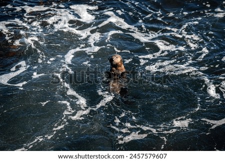 Monterey, California, baby otter, portrait, adorable, cute, playful, aquatic, marine life, wildlife, coastal, sea otter, Pacific Ocean, Monterey Bay, water, floating, swimming, furry, whiskers, otter